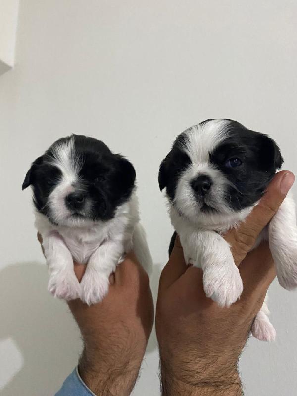 Regalo cuccioli Shih Tzu  - media 3