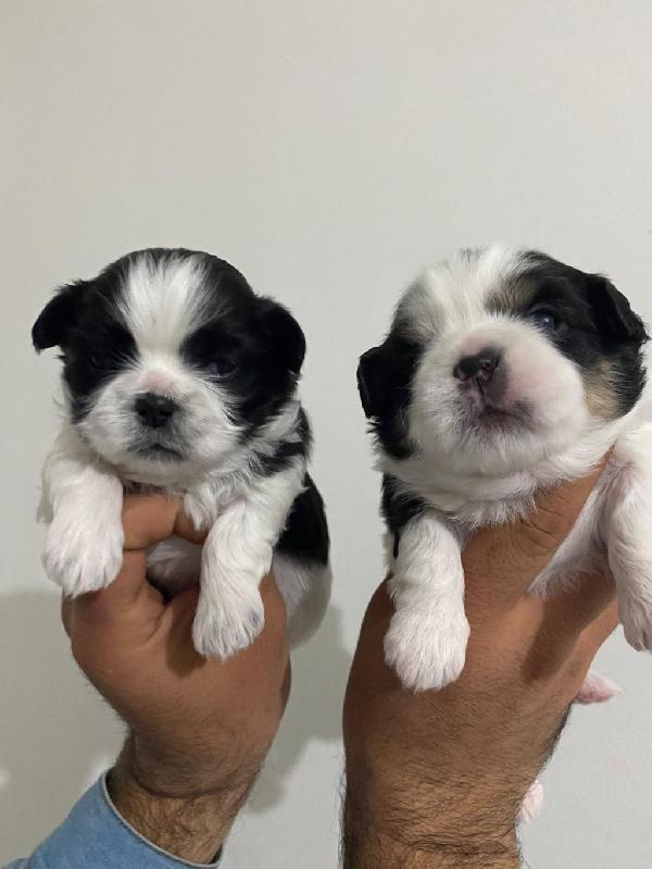 Regalo cuccioli Shih Tzu  - media 4