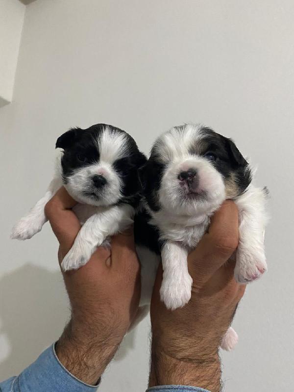 Regalo cuccioli Shih Tzu  - media 5