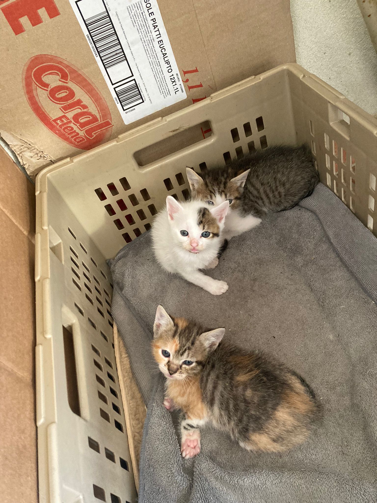 gattini in cerca di casa
