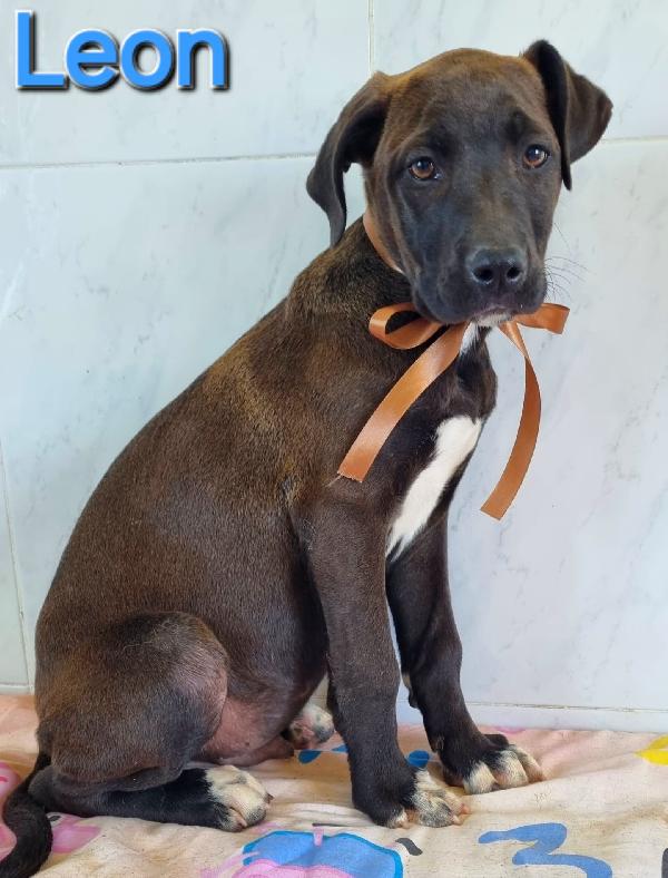 Leon Cucciolo Simil Pitbull 