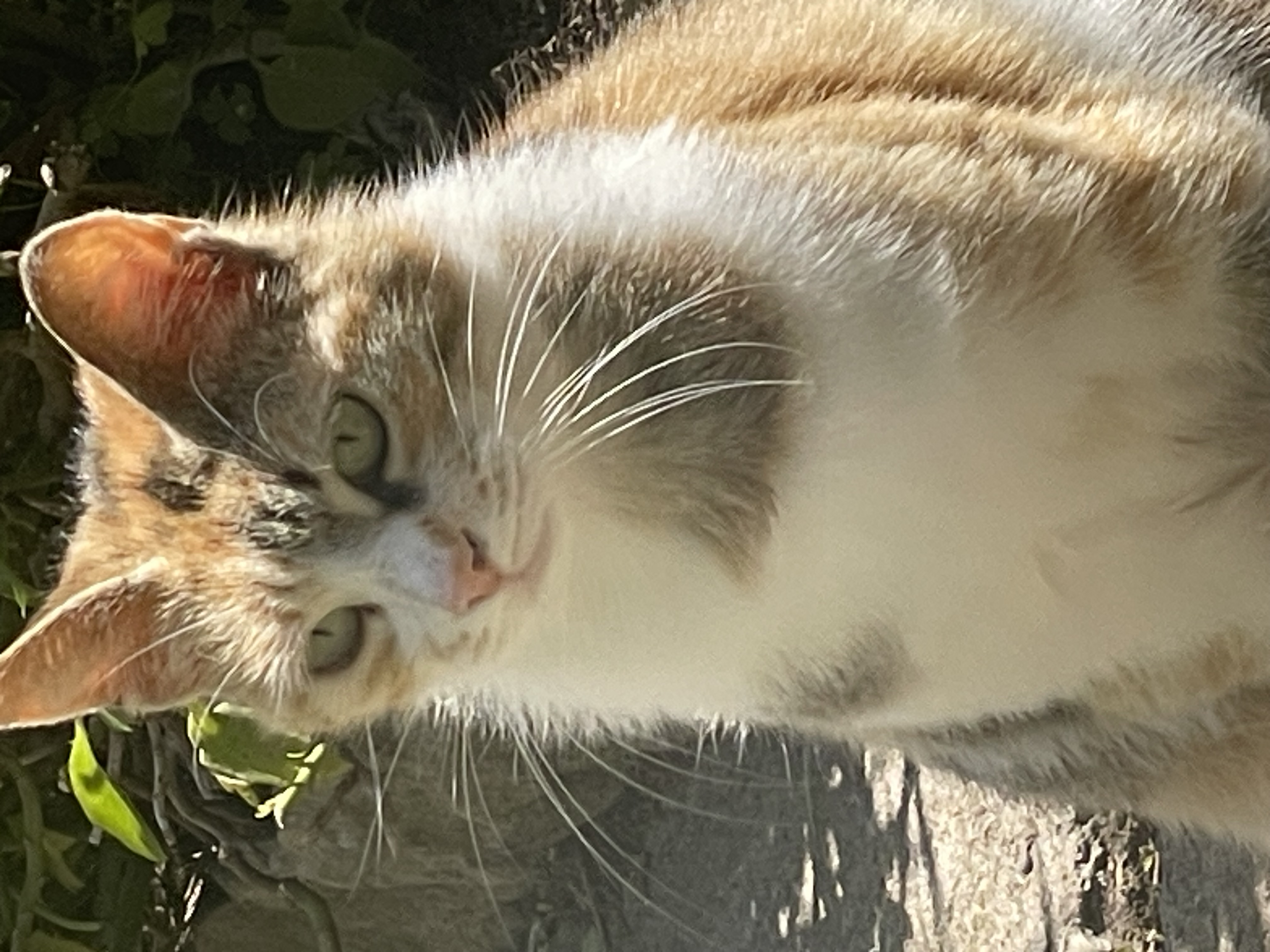 una chicca a roma affittacamere