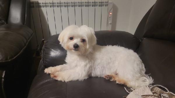 Cuccioli di maltese bianco puro ** PRONTI A PARTIRE **