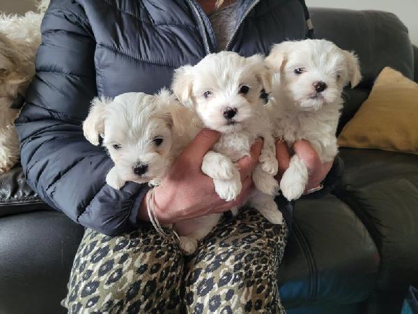 Cuccioli di maltese bianco puro ** PRONTI A PARTIRE ** - media 2