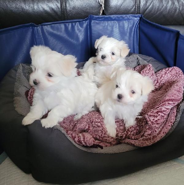 Cuccioli di maltese bianco puro ** PRONTI A PARTIRE ** - media 3