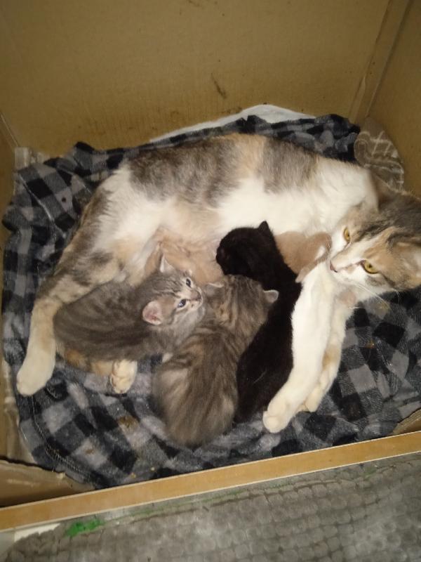 regalo gattini