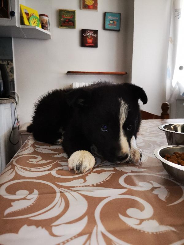 Cucciola cerca casa