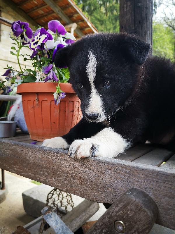 Cucciola cerca casa - media 2