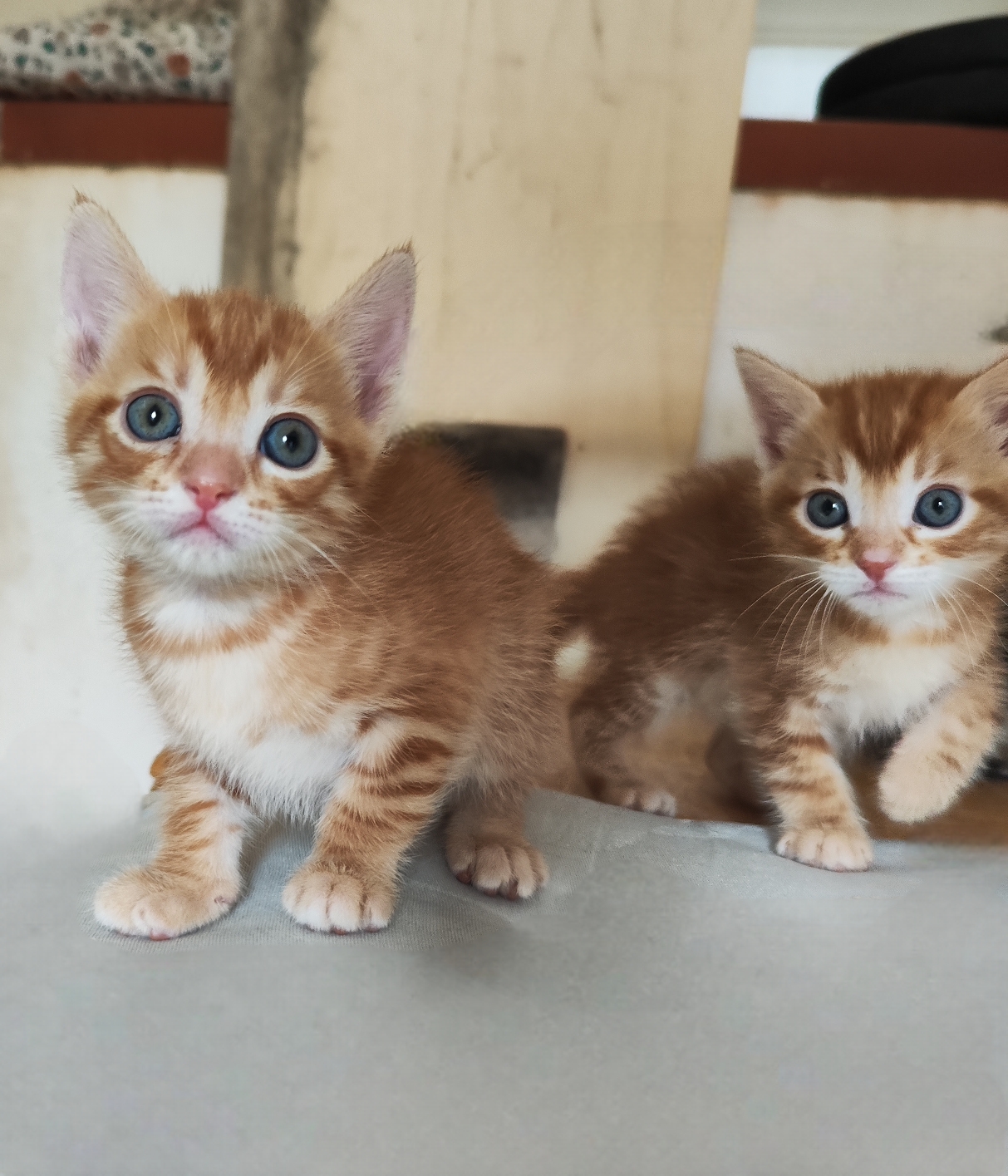 gattini in regalo in piemonte