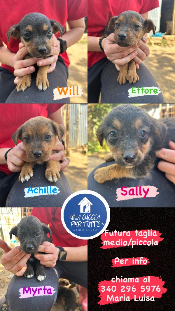 🩷Cucciolo Di Piccola Taglia💙