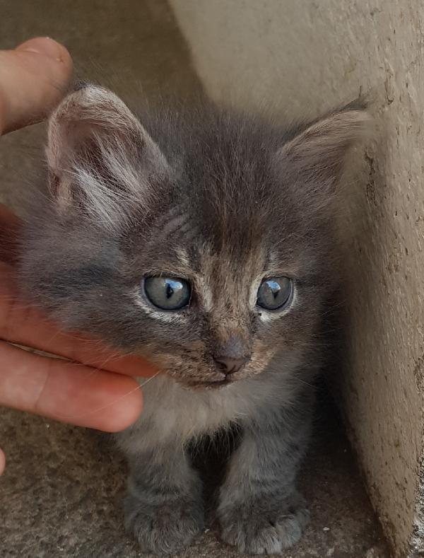 cuccioli di Gatto Siberiano adozione in regalo 