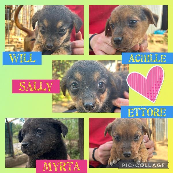 💖Cuccioli Piccoli Taglia 💖