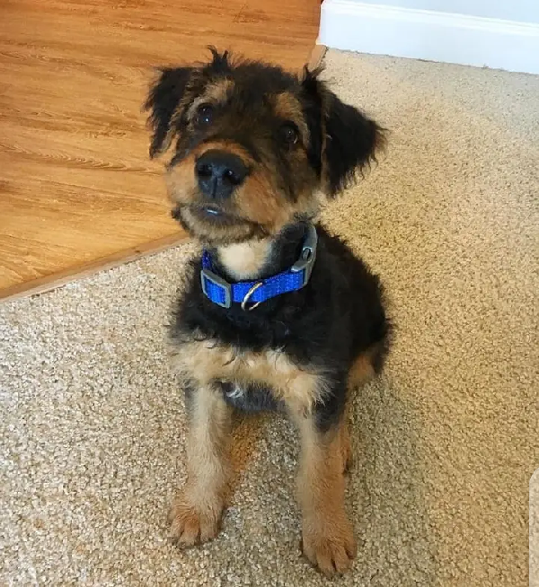Regalo Cuccioli di Airedale Terrier in adozione