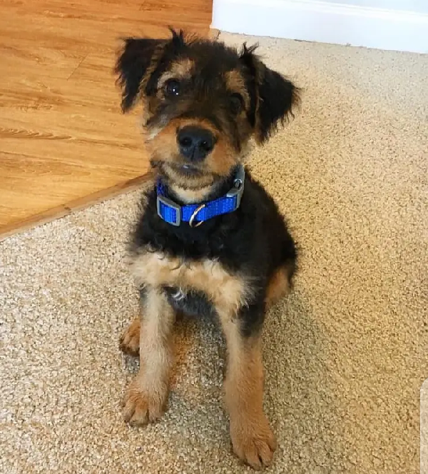 Regalo Cuccioli di Airedale Terrier in adozione - media 2