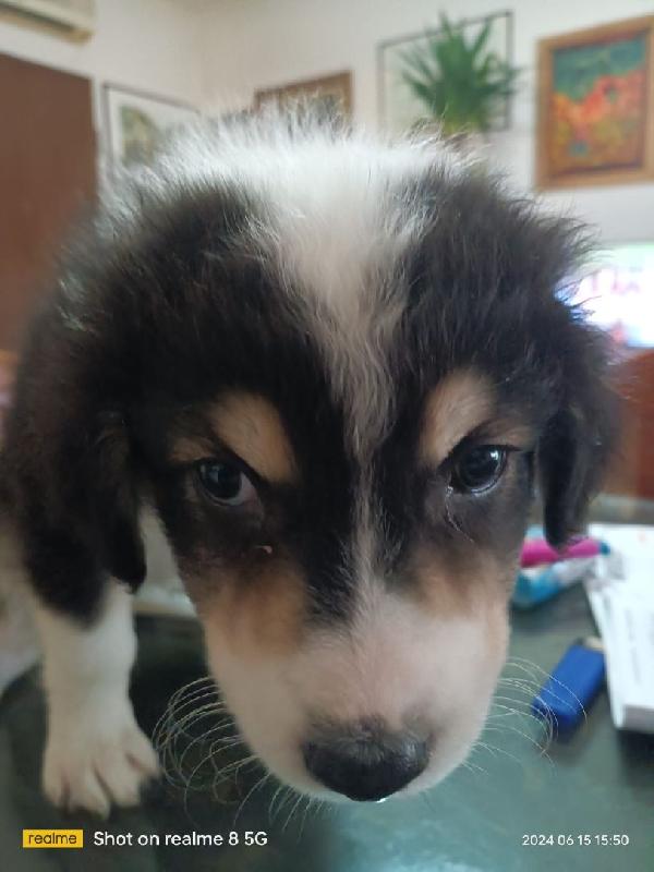 cucciolata shepher australiani border colli