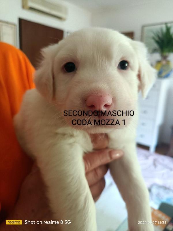 cucciolata shepher australiani border colli - media 8