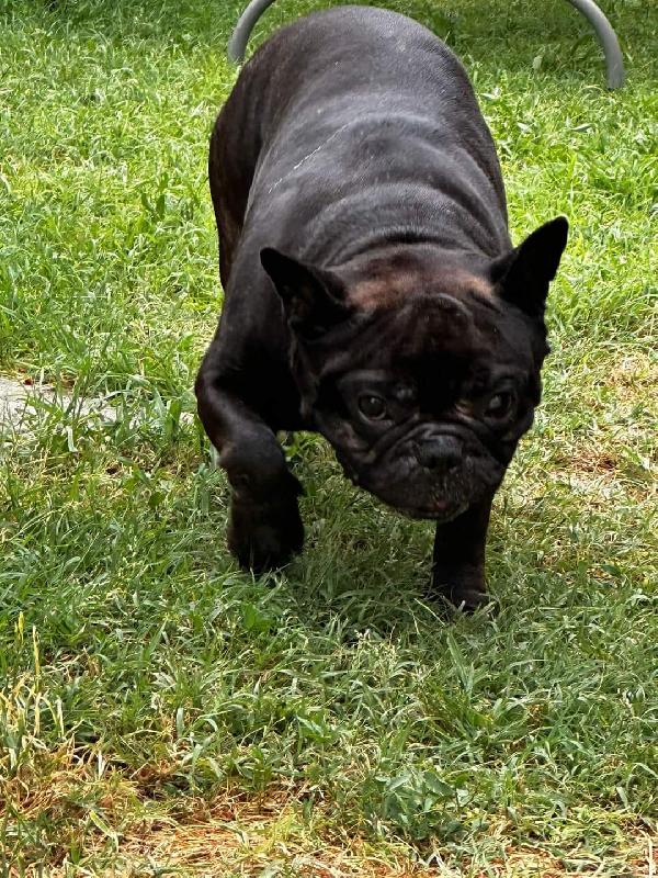 Buldog francese in REGALO