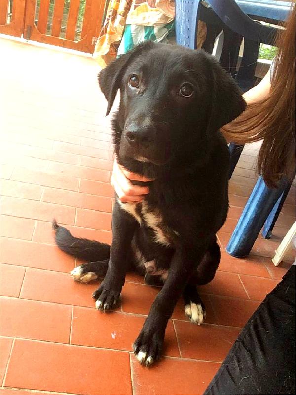 Cucciolo Simil Labrador In Toscana 