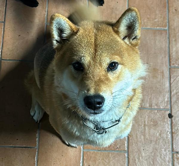 regalasi shiba inu