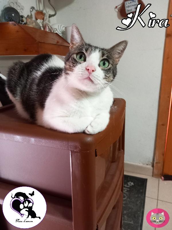  Kira, Adorabile Gatta In Adozione !