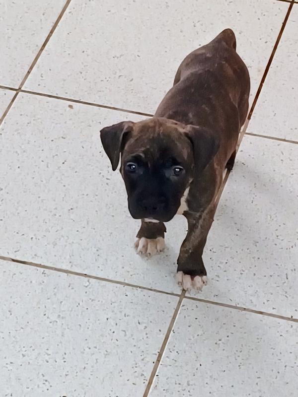 Cuccioli Amstaff adozione