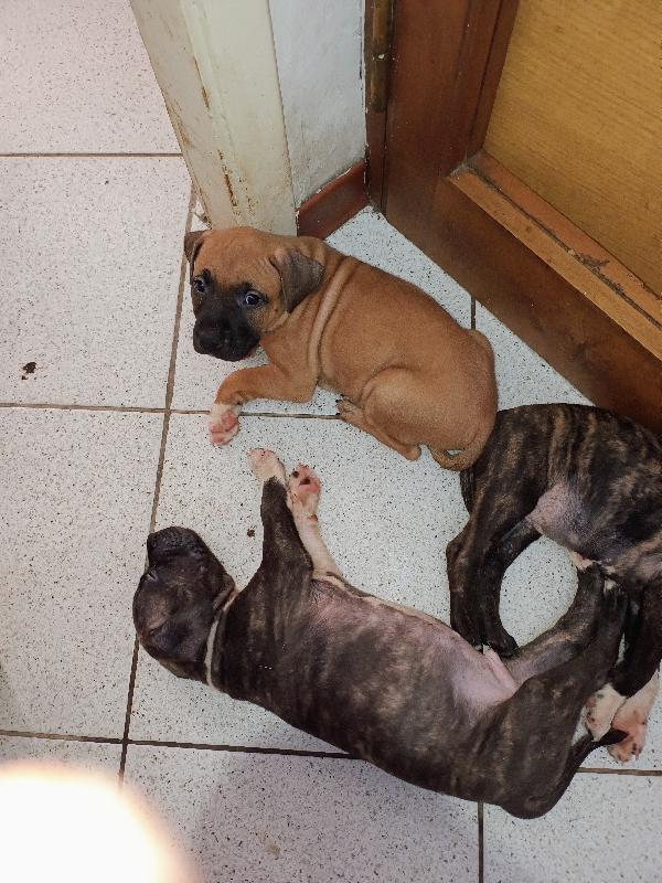 Cuccioli Amstaff adozione - media 2