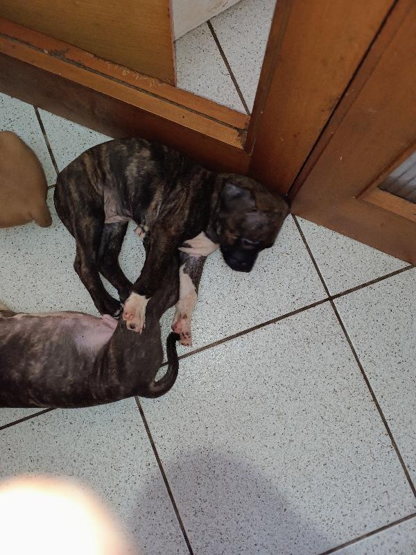 Cuccioli Amstaff adozione - media 3