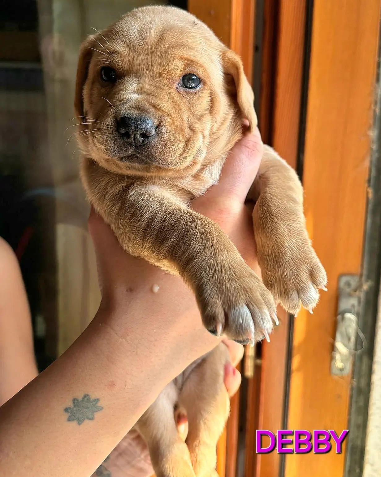 Debby 2 Mesi Taglia Media Piccola 