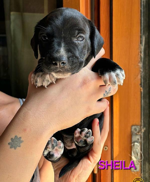 Sheila 2 Mesi Taglia Media Piccola