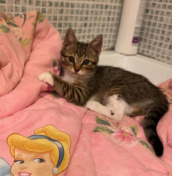 Giorgino: Micino Di 2 Mesi E Mezzo Cerca Famiglia