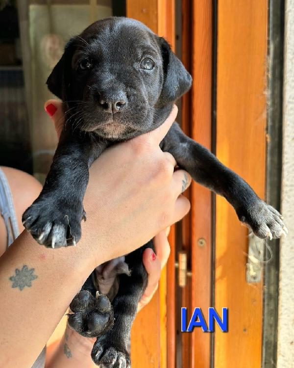 Ian 2 Mesi Taglia Media Piccola 