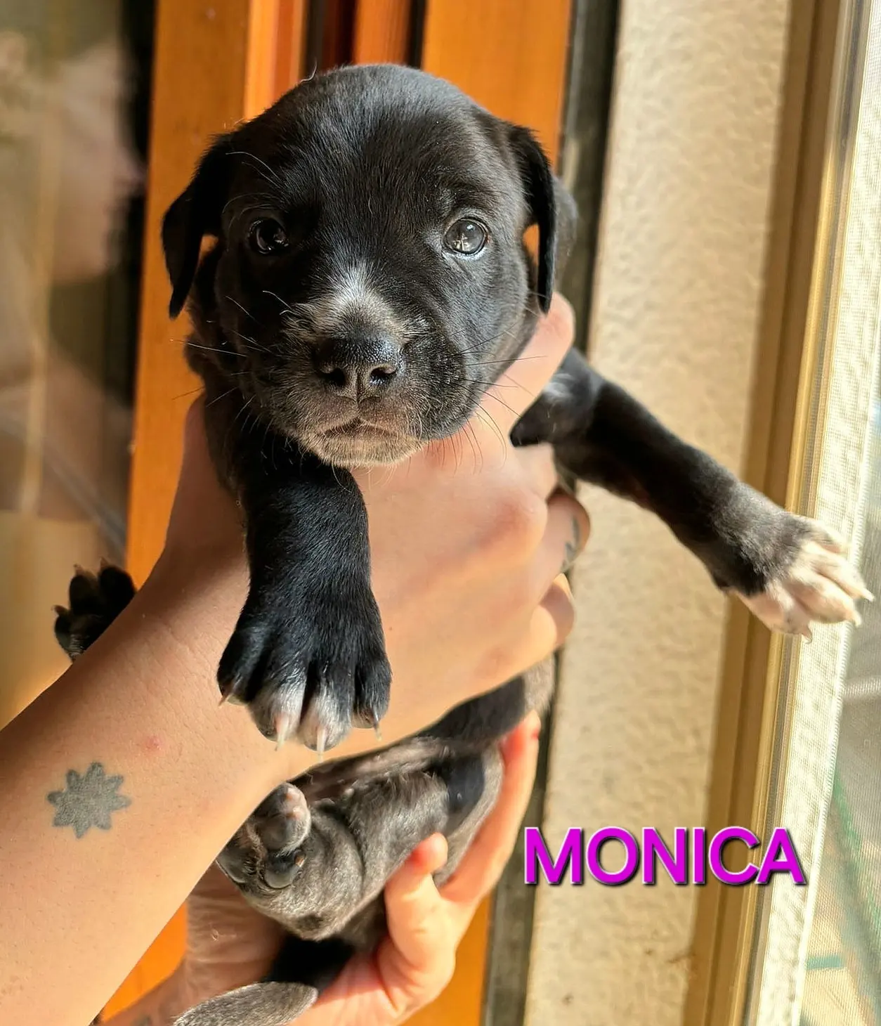 Monica 2 Mesi Taglia Media Piccola 