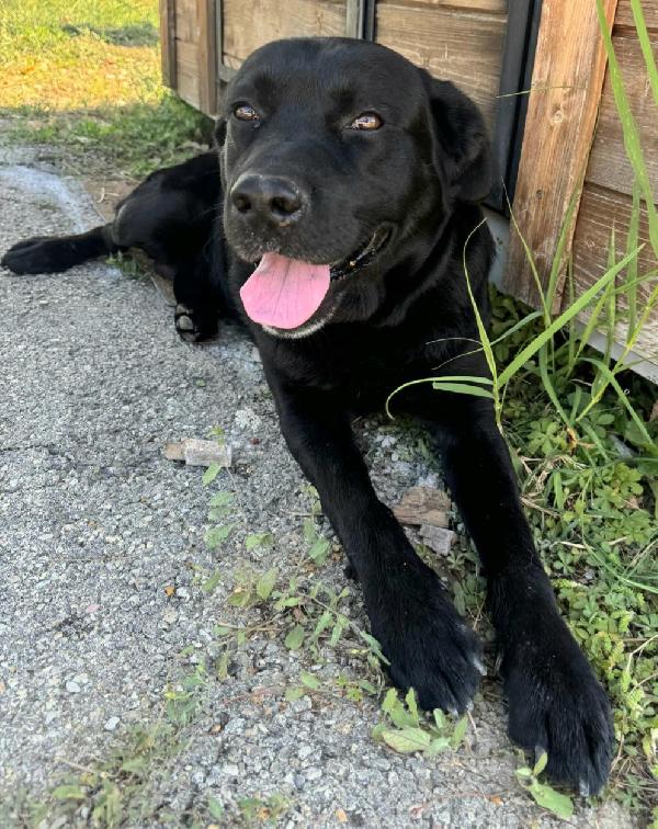 Lupo 2 Anni Labrador