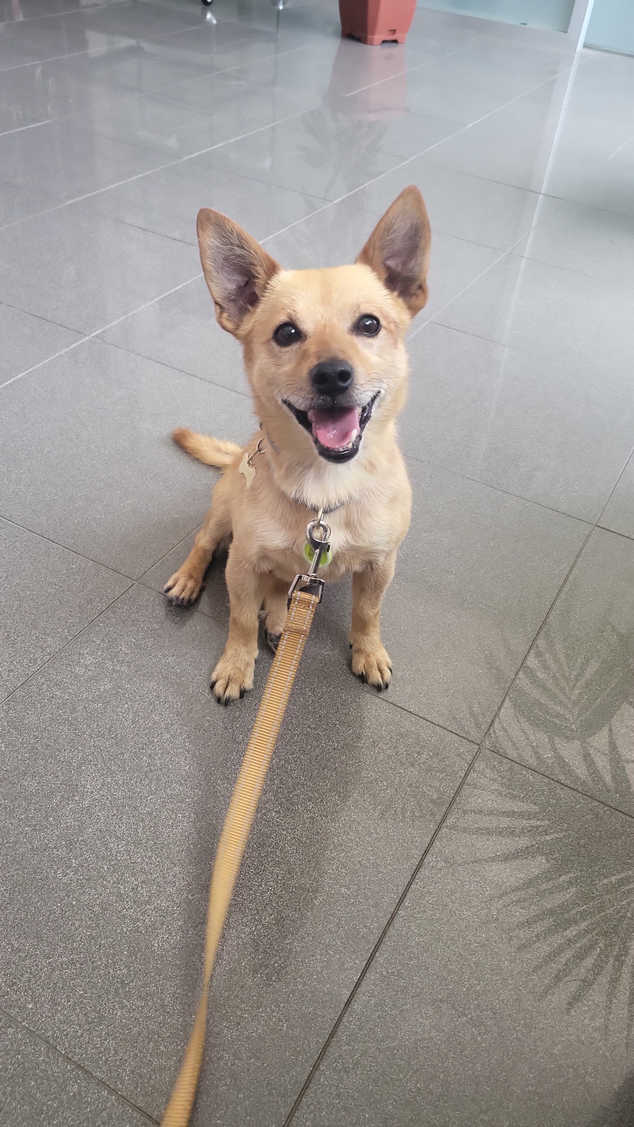 Anello Hawaiano Plumeria A 3 Fiori Con Centro In Cristallo CZ, Anello - Foto 5