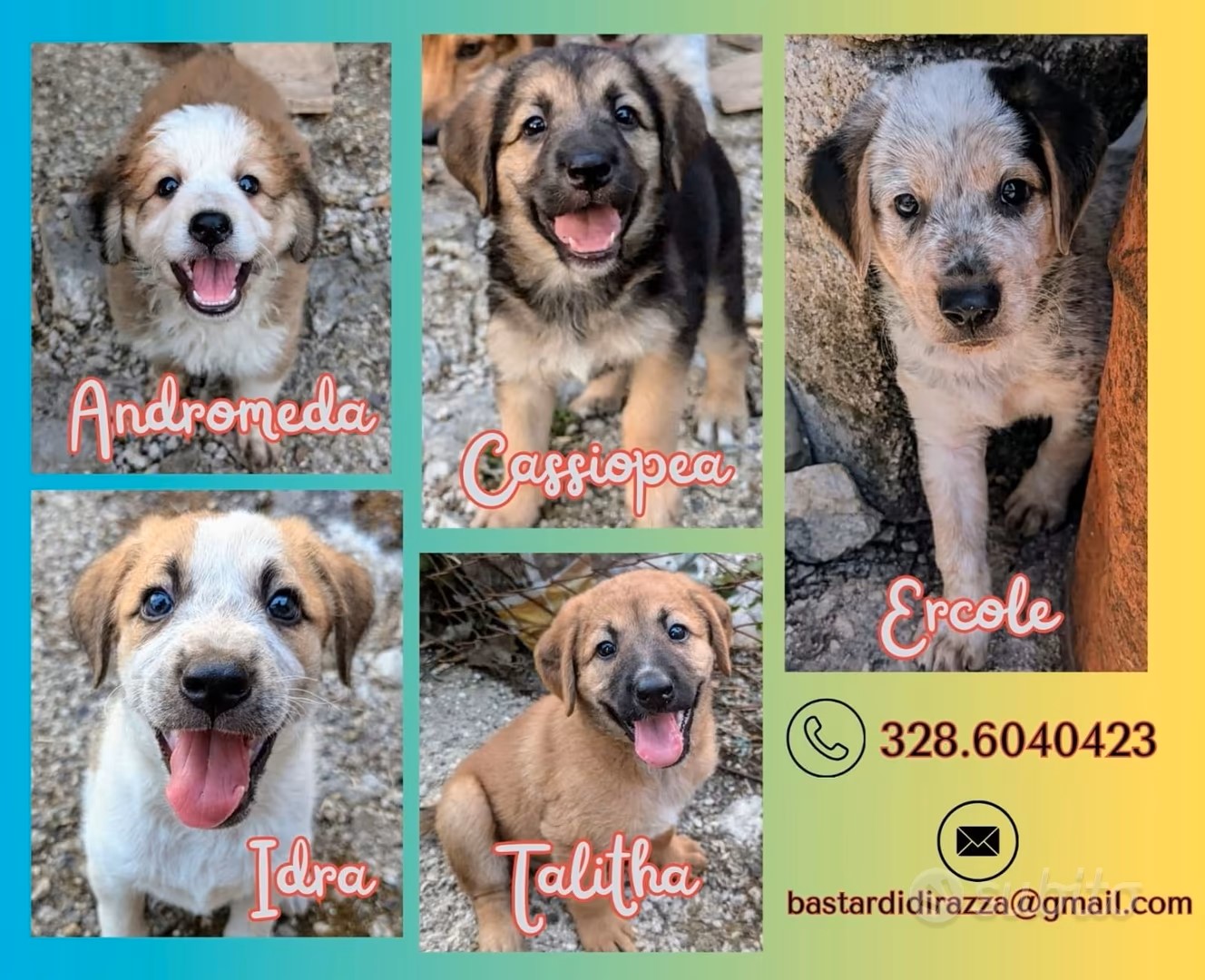cuccioli in regalo a ragusa