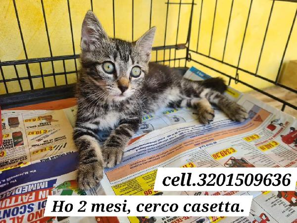 Gattina soriana di 2 mesi cerca famiglia