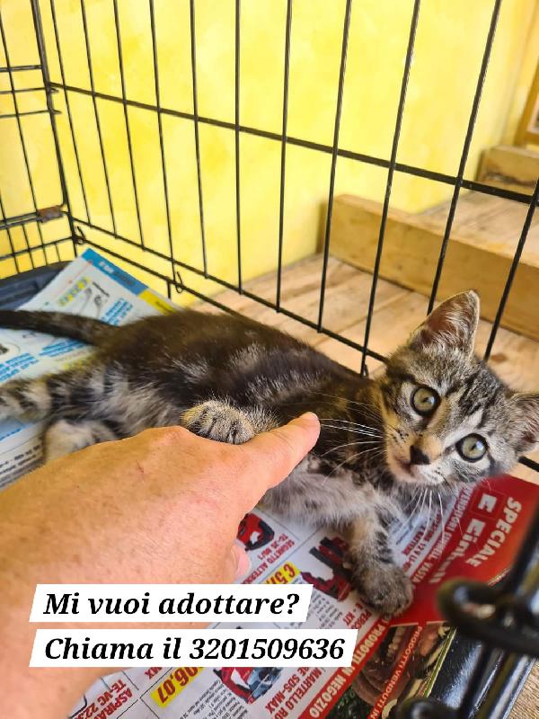 Gattina soriana di 2 mesi cerca famiglia - media 2