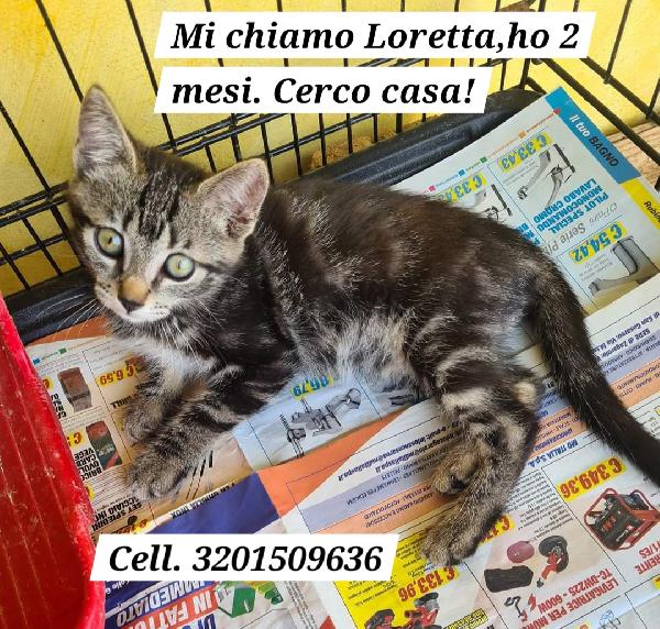 Gattina soriana di 2 mesi cerca famiglia - media 3