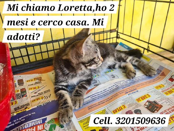 Gattina soriana di 2 mesi cerca famiglia - media 4