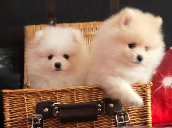 2Cuccioli di Pomerania