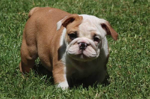 Cuccioli Bulldog Inglese con Pedigree.
