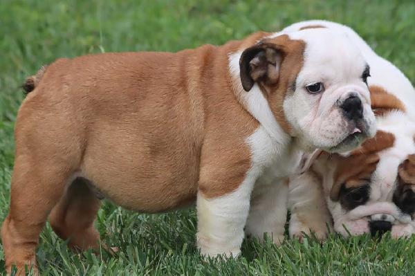 Cuccioli Bulldog Inglese con Pedigree. - media 2