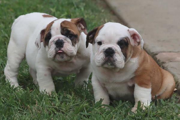 Cuccioli Bulldog Inglese con Pedigree. - media 3