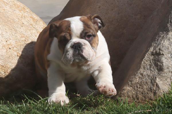 Cuccioli Bulldog Inglese con Pedigree. - media 4