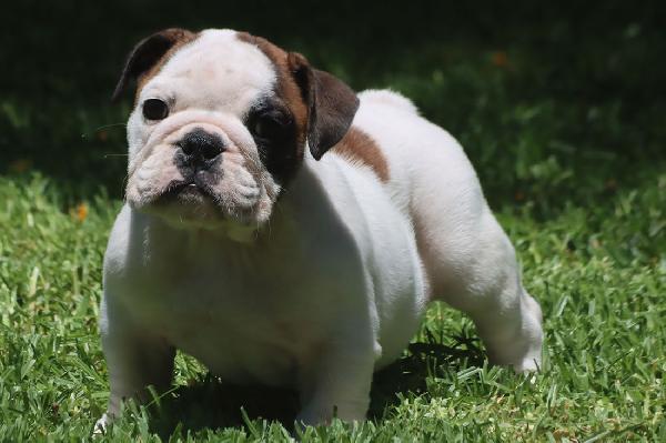 Cuccioli Bulldog Inglese con Pedigree. - media 5