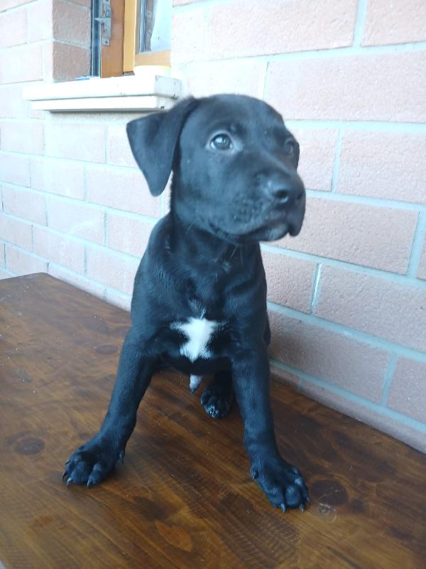 Cuccioli Pitbull 