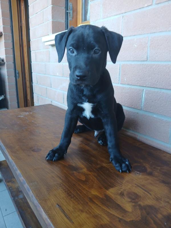 Cuccioli Pitbull  - media 2