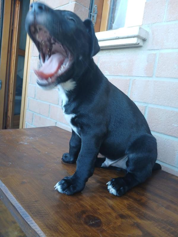 Cuccioli Pitbull  - media 3