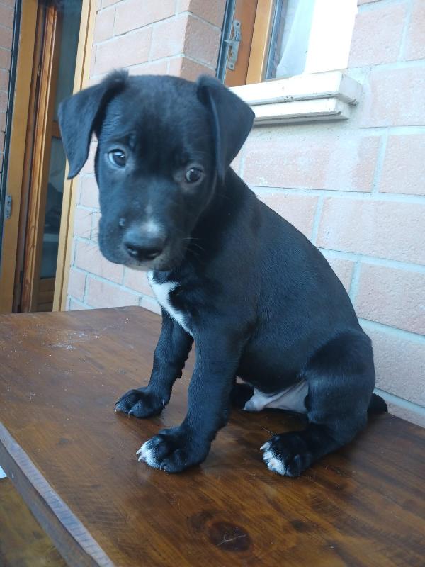 Cuccioli Pitbull  - media 4