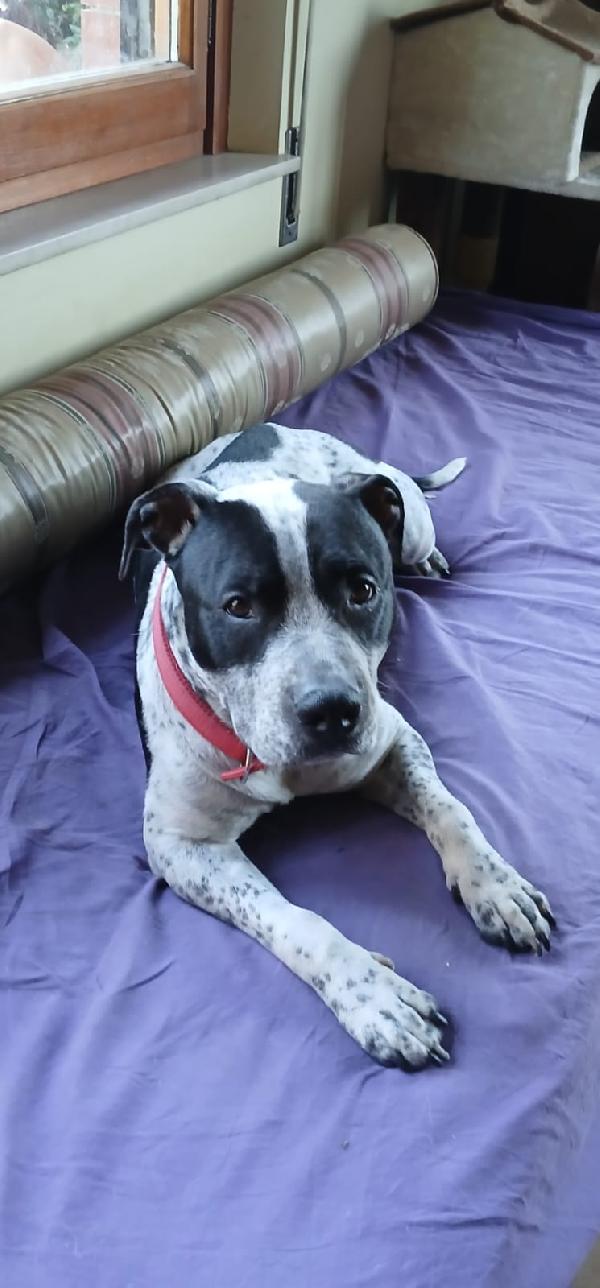 Cuccioli Pitbull  - media 5